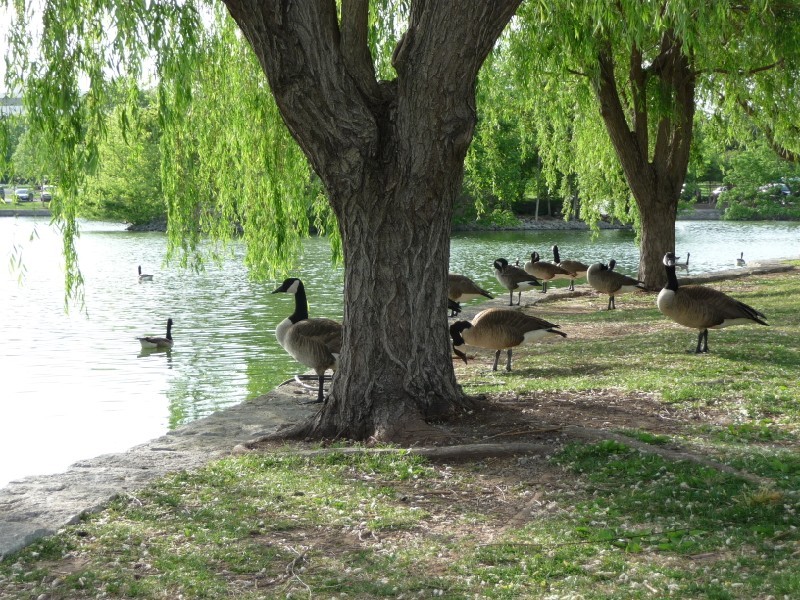 Geese (11).JPG
